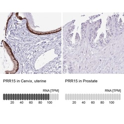 PRR15 Antibody, Novus Biologicals:Antibodies:Primary Antibodies